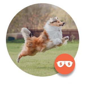 collie_leaping_circle+icon-2 collie_leaping_circle+icon-2