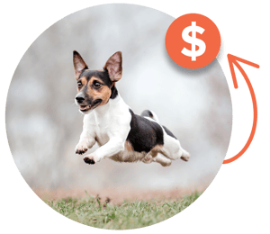 in-air-jack-russell_circle+icon-1